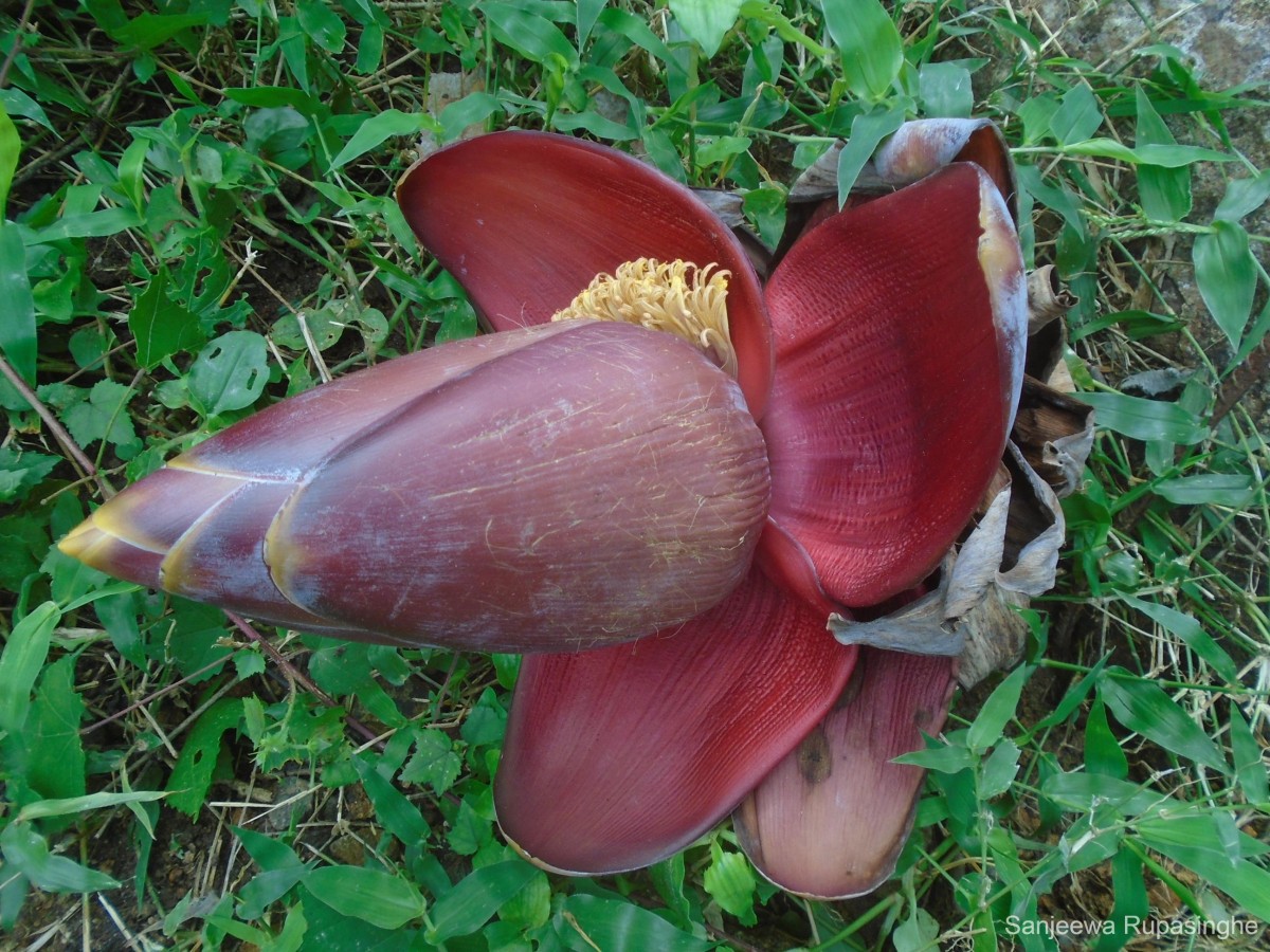 Musa balbisiana Colla